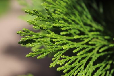 Calocedrus decurrens - pazerav cedrový - jehlice